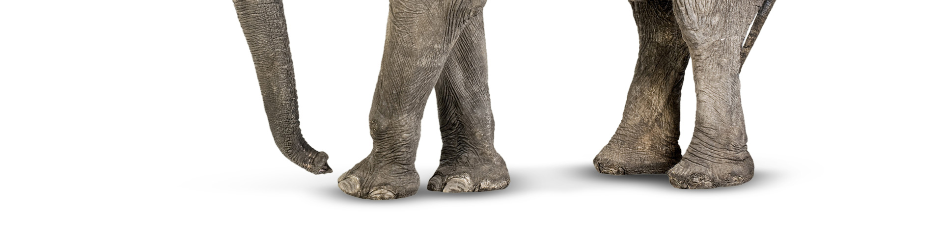 Pattes-elephant Elephant IMPLICIT cas concret